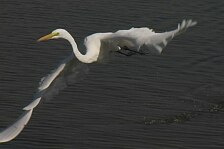 egret 7.jpg